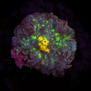 RF Frozen Picasso Mushroom