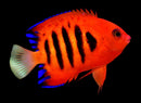 Flame Angelfish
 
Centropyge loriculus