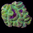 RF Toxic Avenger Lobophyllia