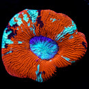 Trachyphillia geoffroyi (WYSIWYG)