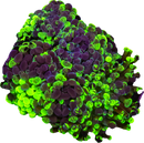 Blotched Branching Hammer (Euphyllia paraancora) - WYSIWYG