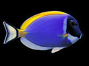 Powder Blue Tang - Acanthurus leucosternon