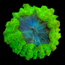 RF Jade Lightning Acanthophyllia