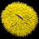 RF Golden Nebula Fungia - (WYSIWYG)