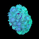 RF Glowing Mint - WYSIWYG A3