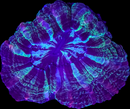 RF Indophyllia