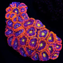 RF Rainbow Blaster Aussie Acan Lord - 3 Head