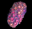 RF Goniopora - WYSIWYG T4