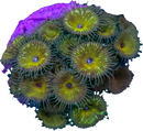 RF Nebula Giant Palythoa - 1 Polyp
