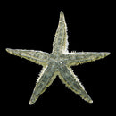 Sand Shifting Starfish (Astropecton polyacnthus)