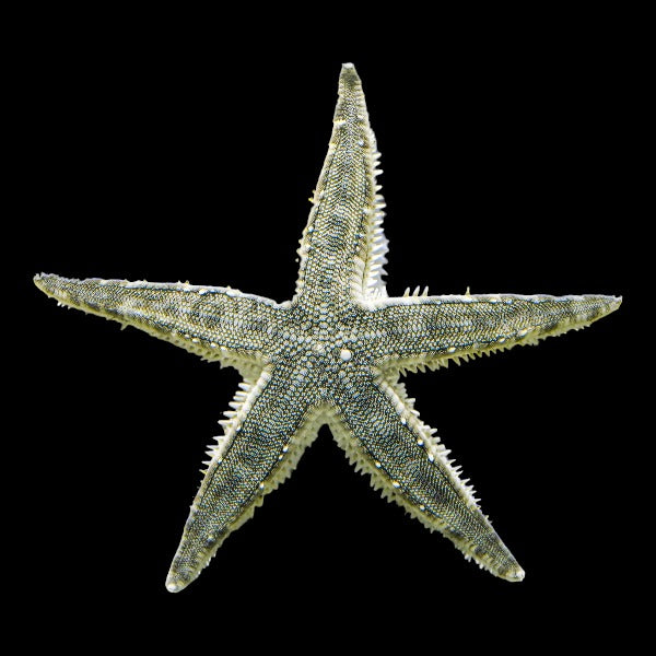 Sand Shifting Starfish Astropecton polyacnthus