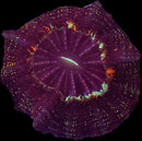 RF Scarlet Galaxy Acantophyllia