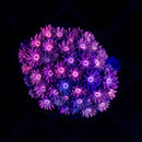 RF Goniopora - WYSIWYG X5