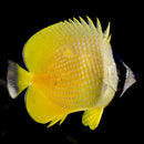 Kleinii Butterfly (Chaetodon kleinii)