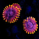 RF Valentines Day Massacre (VDM) - 1 Polyp