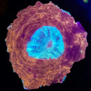 RF Phoenix Core Acanthophyllia