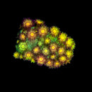 RF Goniopora - WYSIWYG N5