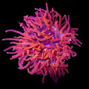 RF Crimson Sunset Long Tentacle Anemone (LTA)