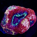 RF Cherry Pie Bowerbanki