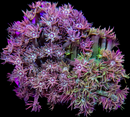 RF Royal Orchid Storm - WYSIWYG