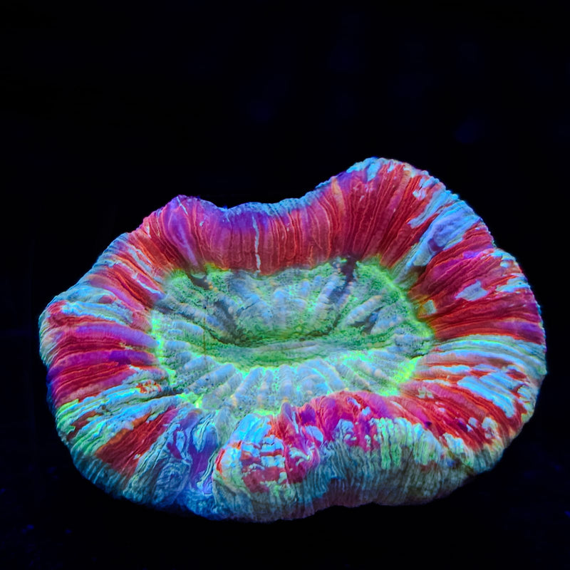 Wellsophyllia