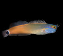 Tailspot Blenny (Ecsenius stigmatura)