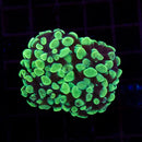Toxic Splatter Branching Hammer (Euphyllia paraancora) - WYSIWYG