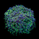 Hologram Branching Hammer (Euphyllia paraancora) - WYSIWYG
