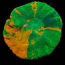 RF Bleeding Apple Scolymia (Homophyllia australis / formerly Scolymia australis)
