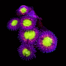 RF Radioactive Orchid - 1 Polyp