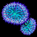 RF Twin Stargate Fungia (WYSIWYG)