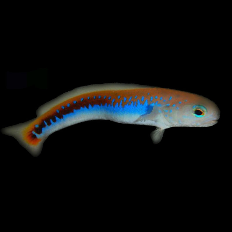 Oreni Tilefish Hoplolatilus oreni