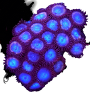 RF Tubb's Blue - 3 Polyps