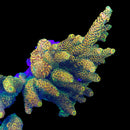 RF Habanero 3cm Frag