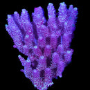 RF Phantom Millepora - WYSIWYG