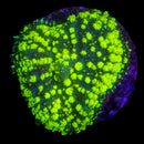 RF Uranium Bounce Rhodactis - WYSIWYG