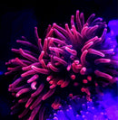 RF Sherman Rose Bubble Tip Anemone