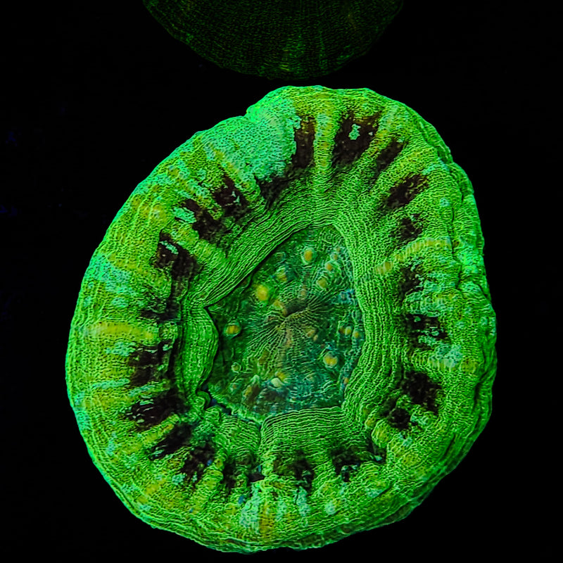 UFO Scolymia