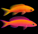 Parvirostris Anthias/Shortsnout Anthias
 
Pseudanthias parvirostris