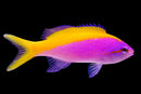 Evansi Anthias
 
Mirolabrichthys evansi