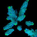 WWC Yellow Tip 3cm Frag