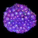 RF Goniopora - WYSIWYG S6