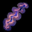 Gold & Blue Maxima Giant Clam (Tridacna maxima) - RW3 Medium