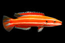 Neopercularis Candycane Hogfish (Bodianus neopercularis)