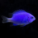 Springer’s Damselfish - Chrysiptera springeri
