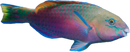 Quoy’s Parrotfish - Scarus quoyi