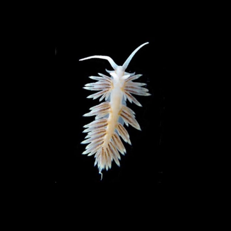 Berghia Nudibranch Berghia verrucicornis (Aptisia Eating)