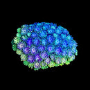 RF Goniopora - WYSIWYG V10