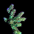 TSA Rick Moranis 3cm Frag
