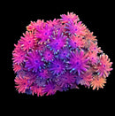 RF Goniopora - WYSIWYG J8